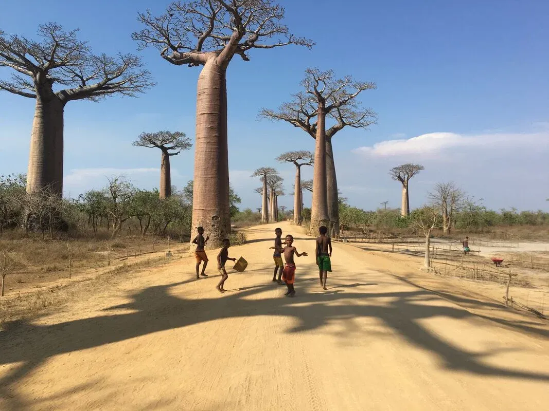 Enfants marchant sous des baobabiers alignés dans une allée sableuse de la réserve de Madagascar