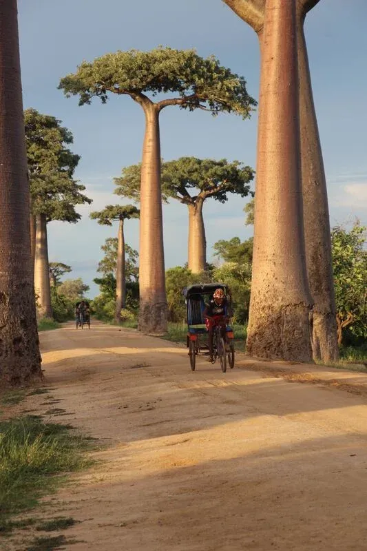Allée bordée de grands baobabs sous un ciel clair avec un cyclopousse en mouvement
