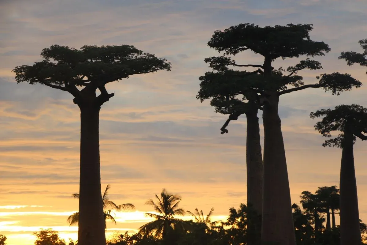 Coucher de soleil sur des baobabs majestueux dans une forêt Madagascar