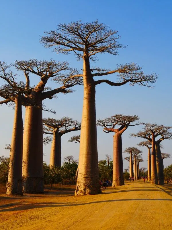 Allée majestueuse de grands baobards alignés sous un ciel clair à Madagascar