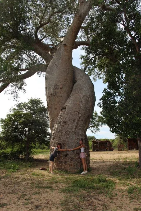 Deux personnes posant autour d’un imposant baobab dans un paysage sec et ombragé