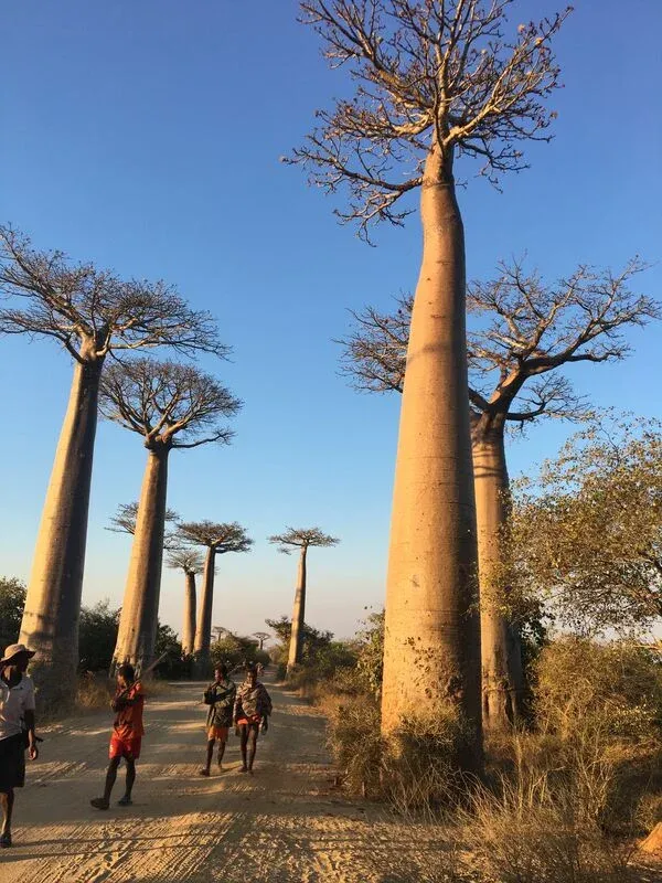Randonneurs sous les majestueux baobabs alignés dans une savane ensoleillée à Madagascar