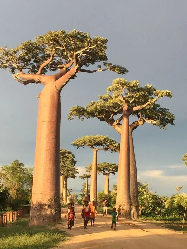 Promenade entre immenses baobabs