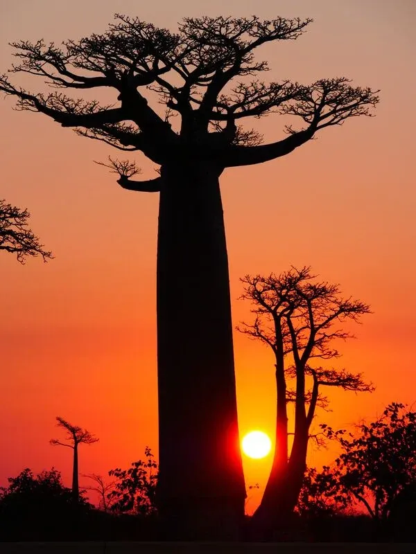 Baobab majestueux silhouette au coucher de soleil rougeoyant dans la savane malgache