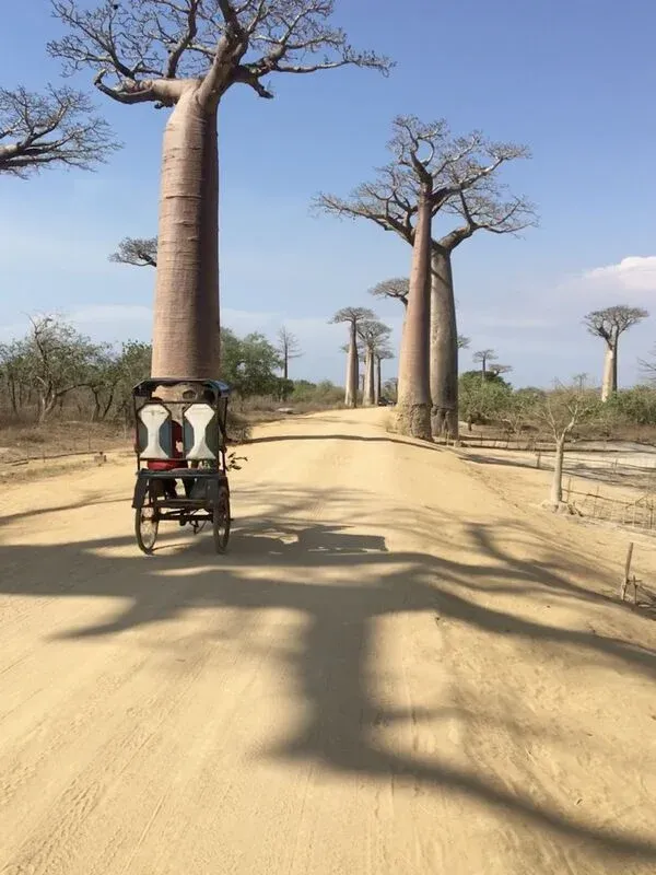 Piste désertique bordée de grands baobabs avec un pousse pousse premier plan