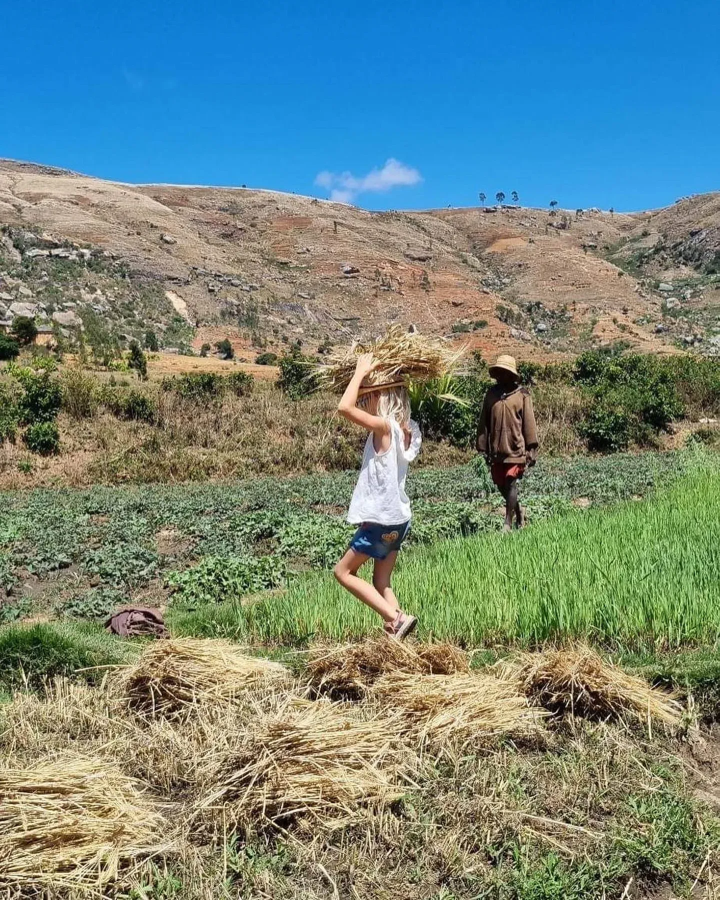 Deux personnes traversant un champ de riz en terrasses avec des récoltes de blé à Madagascar
