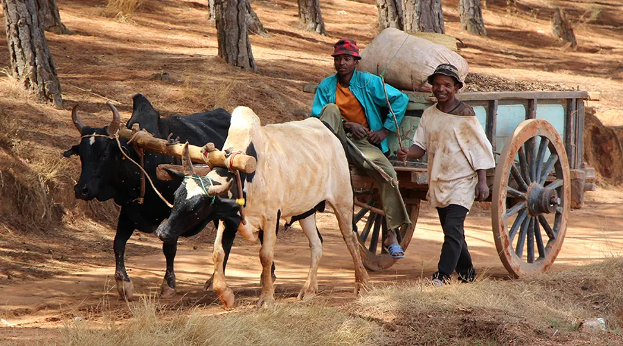 10 Choses A Savoir Sur La Culture De Madagascar 2
