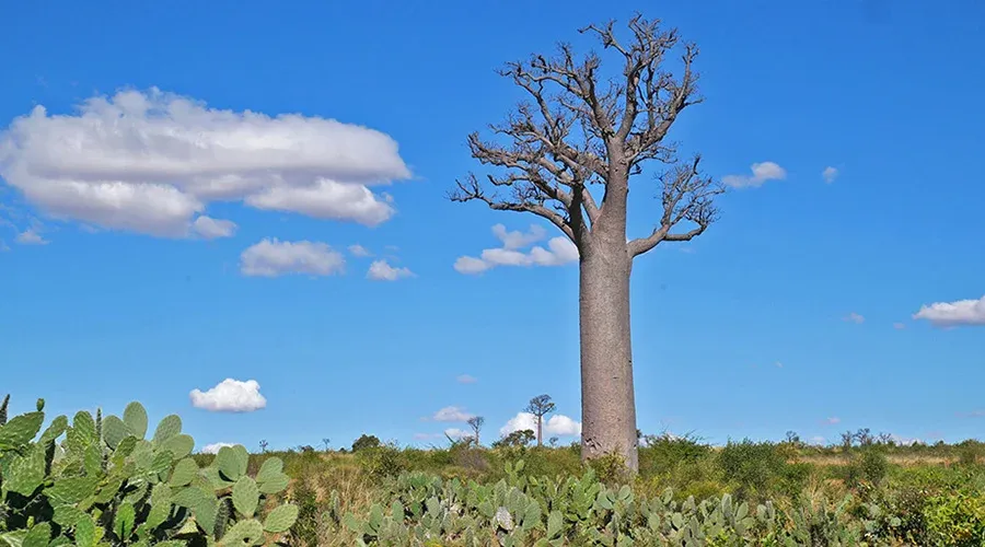 Baobab majestueux sous un ciel bleu entouré de végétation verdoyante à Madagascar