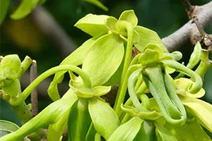 Fleurs de ylang-ylang en boutons sur tige verte dans leur environnement naturel madagascar