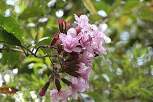 Fleurs roses en bouton et épanouies sur branche verte en pleine nature luxuriante