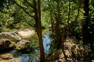 Ruisseau cristallin entouré de grands arbres et rochers dans une forêt luxuriante de Madagascar