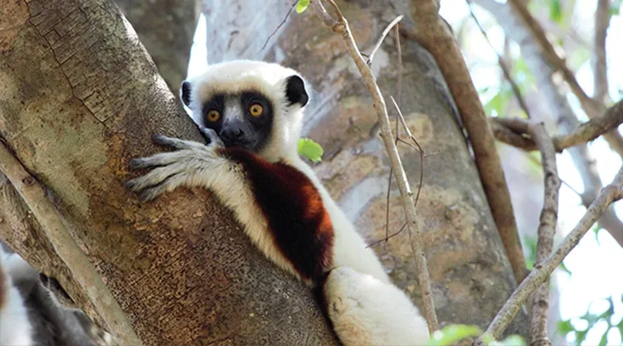 Lémurien accroché à une branche dans son habitat naturel à Madagascar