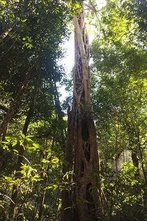 Grand arbre dans une forêt luxuriante de Madagascar baigné de lumière naturelle