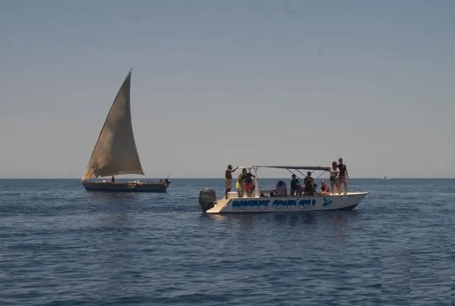 Observer les baleines à Madagascar.