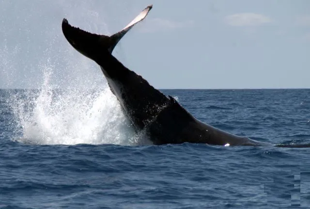 Baleine à bosse à Madagascar.