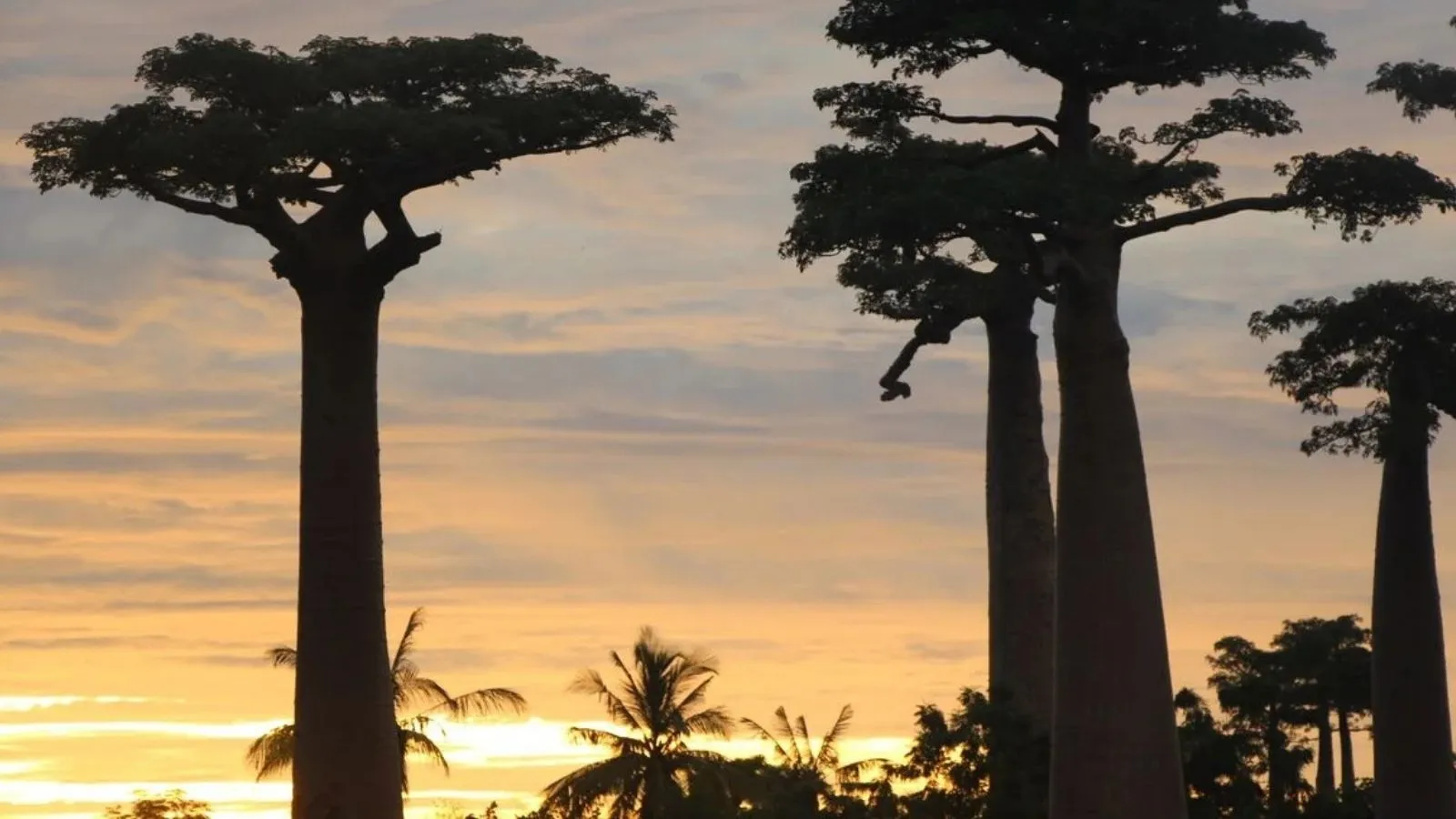 Coucher de soleil sur baobabs majestueux à Madagascar