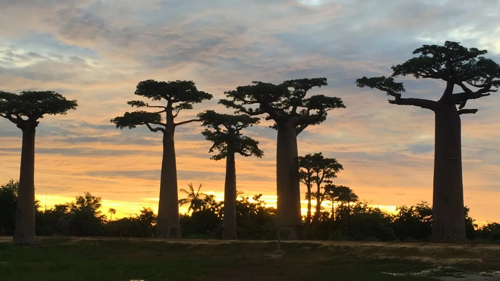 Coucher de soleil sur des baobabs majestueux dans une savane malgache aux teintes dorées