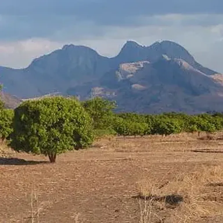 Paysage sec de Madagascar avec montagnes rocheuses et arbres isolés sous un ciel dégagé