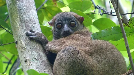 Lémurien à Madagascar.