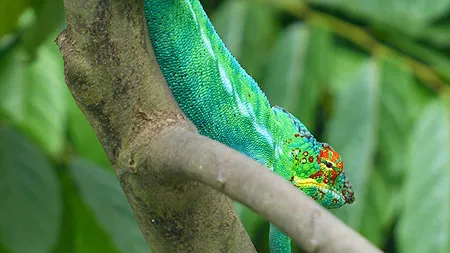 Caméléon à Madagascar.