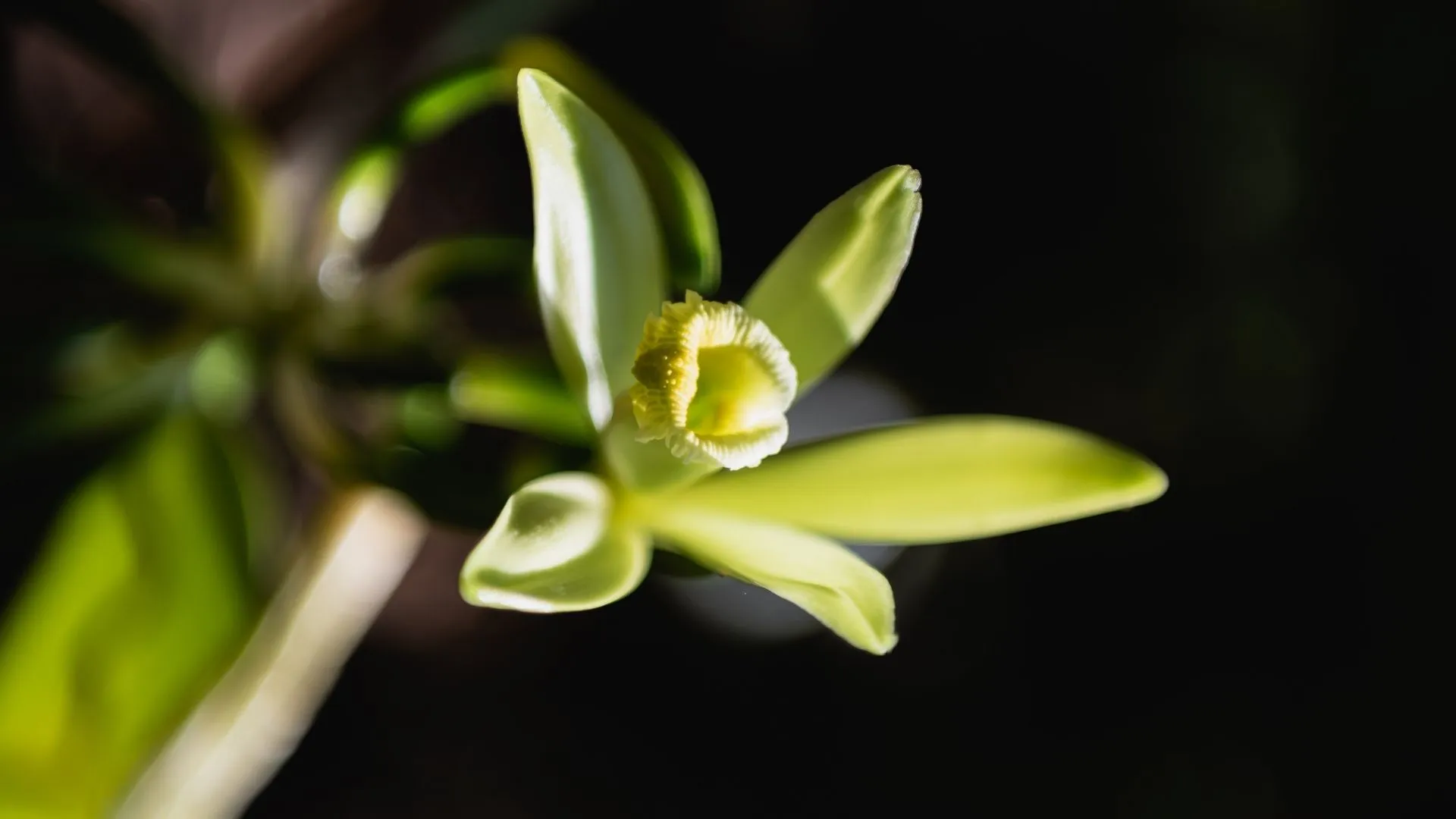 Fleur exotique de vanille en bouton sur fond sombre avec pétales verts lumineux
