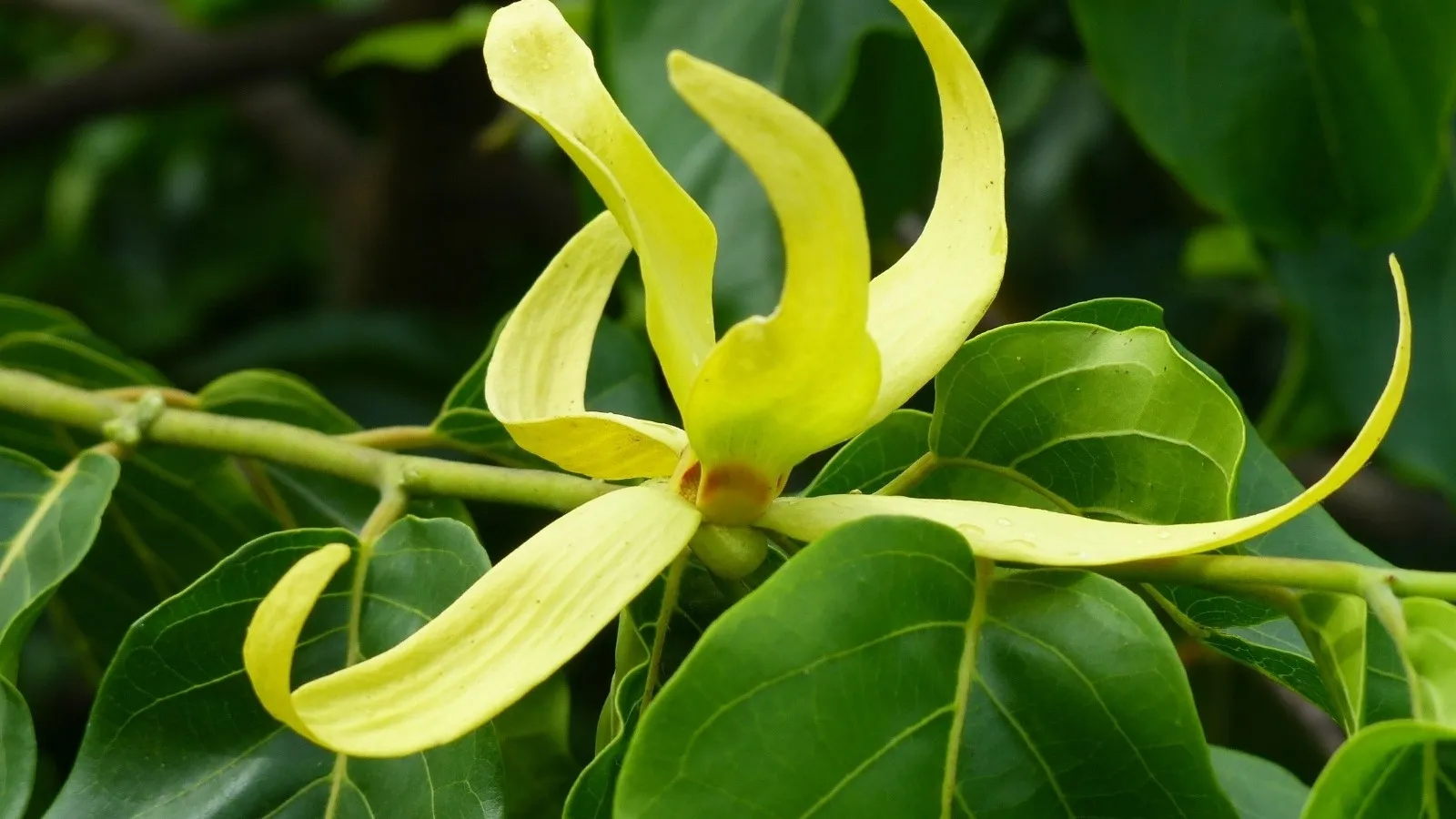 Fleur jaune en forme de trompette retordue sur feuille verte luxuriante typique de la flore malgache