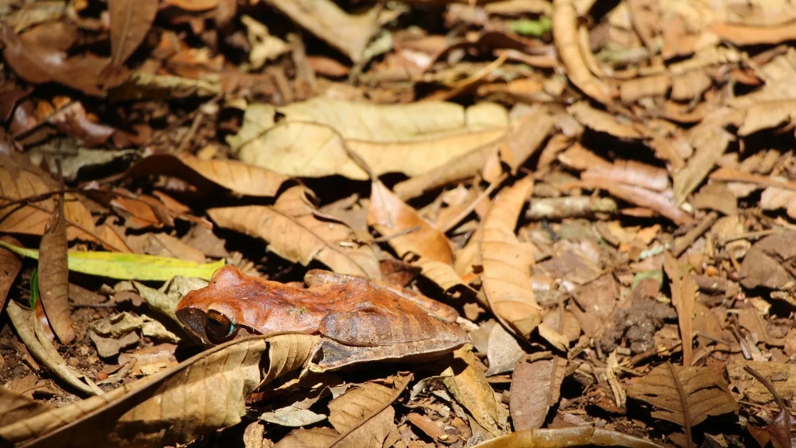 Feuille morte camouflant une petite grenouille à Madagascar