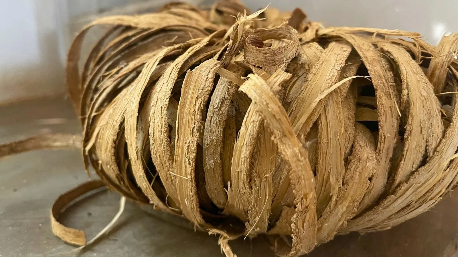 Katafray, fibres végétales naturelles pour huile essentielle à Madagascar