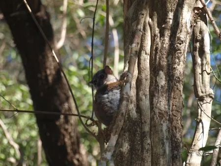 Microcèbes, le plus petit primate au monde.