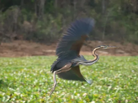 Oiseau du parc d’Ankarafantsika.