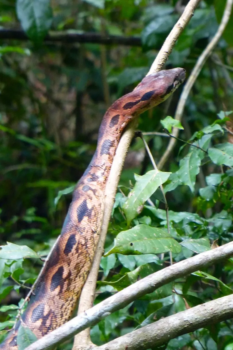 Un serpent sur une branche dans une forêt luxuriante