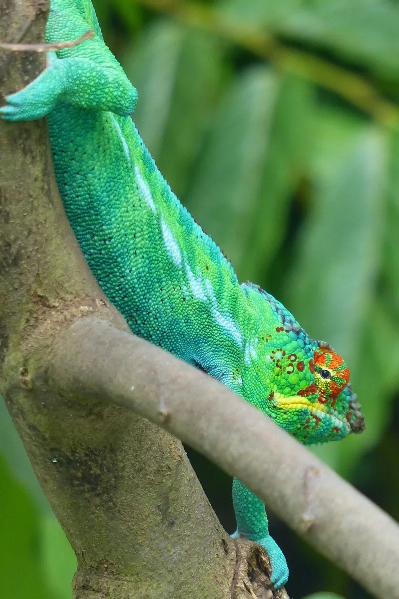 Un caméléon aux couleurs vives accroché à une branche en milieu forestier luxuriant