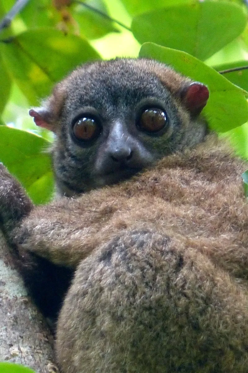 Lémurien aux grands yeux dans les feuilles vertes