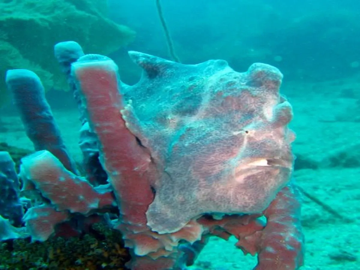 Poisson-pierre camouflé parmi des coraux rouges