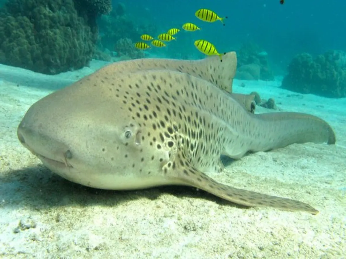 Requin au corps tacheté reposant sur un fond sableux avec poissons jaunes nageant en arrière-plan