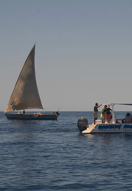 Page baleines et requins