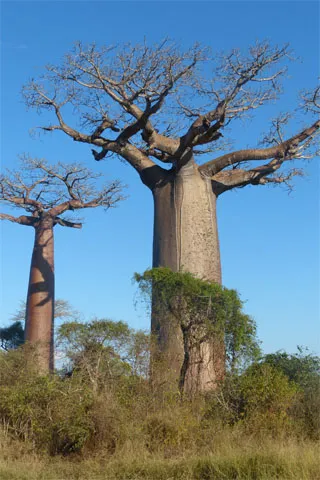 Baobabs dans parc national.