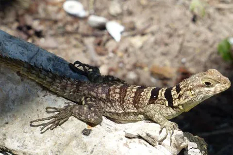 Lézard dans une réserve naturelles à Madagascar.