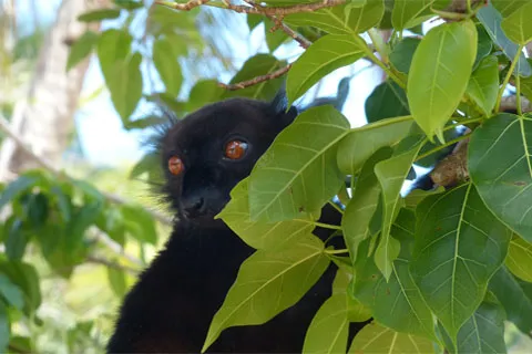 Singe dans une réserve naturelles à Madagascar.