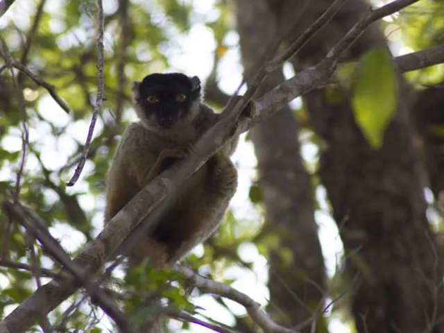 Singe dans une réserve naturelles à Madagascar.