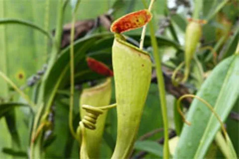 Plante dans une réserve naturelles à Madagascar.