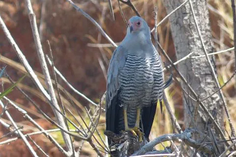 Oiseau dans une réserve naturelles à Madagascar.