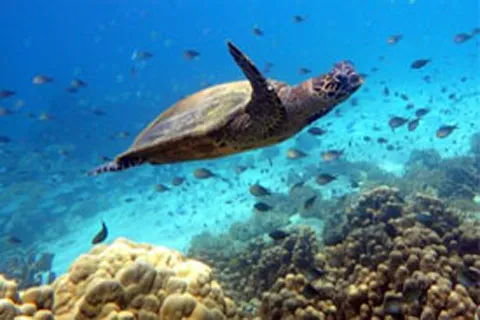 Tortue dans la mer à Madagascar