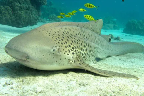 Poisson dans la mer de Madagascar