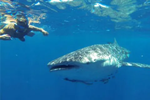 Requin dans la mer de Madagascar