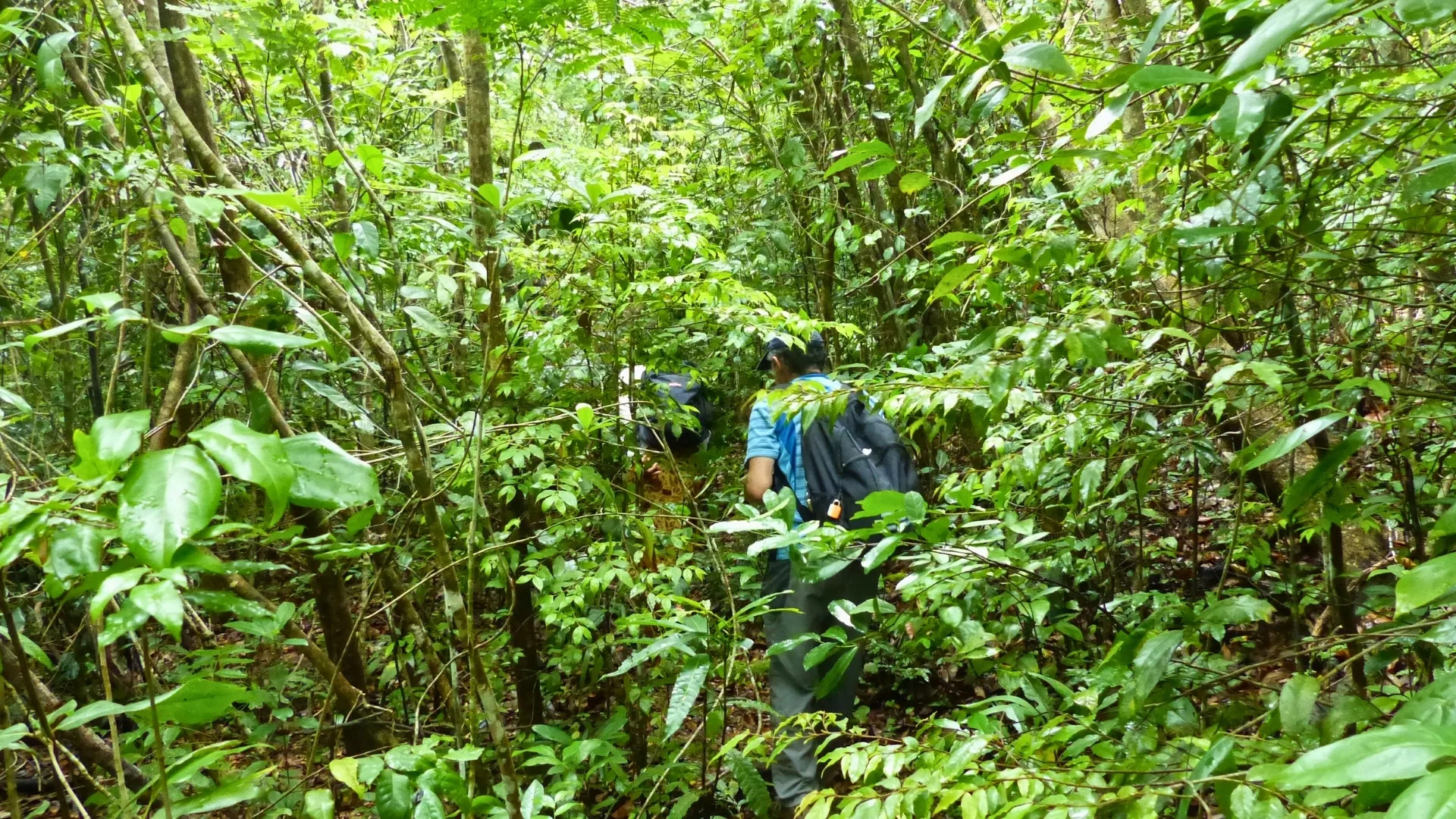 Randonneur en tenue bleue explorant une forêt dense et luxuriante à Madagascar