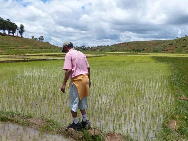 Homme marchant dans les rizières à Madagascar.