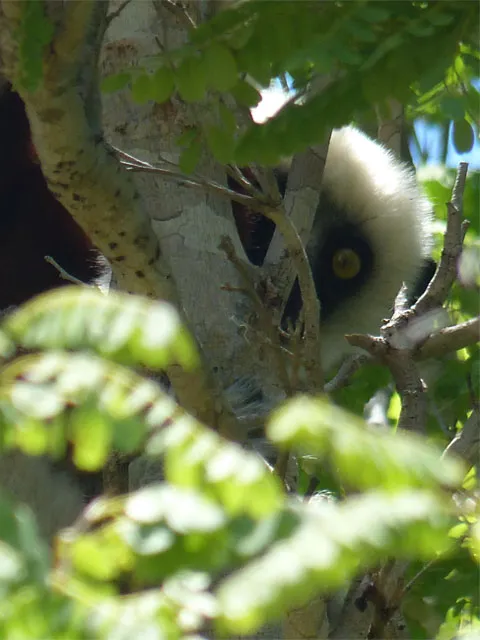 Lémurien à Madagascar.