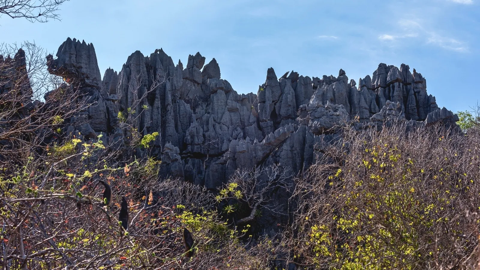 Paysage rocheux spectaculaire de Tsingy de Bemaraha avec formations minérales aiguisées et végétation clairsemée